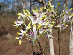Dendrobium canaliculatum