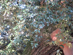 Castanopsis sieboldii