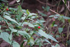 Malvaviscus penduliflorus