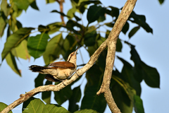 Campylorhynchus chiapensis