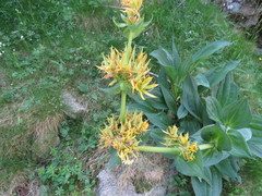 Gentiana lutea lutea