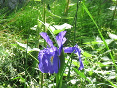 Iris latifolia