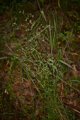 Galium mexicanum