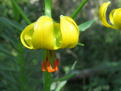 Lilium pyrenaicum