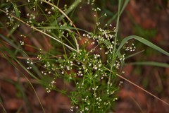 Galium mexicanum