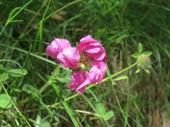 Pedicularis pyrenaica