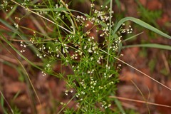 Galium mexicanum