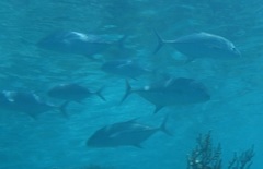 Caranx melampygus