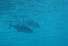 Caranx melampygus
