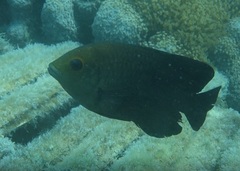 Hemiglyphidodon plagiometopon