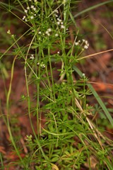 Galium mexicanum