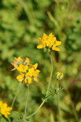 Lotus uliginosus