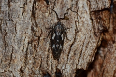 Eurymeloides marmorata