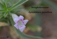 Aptosimum pumilum