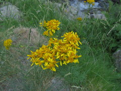 Jacobaea adonidifolia