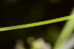 Galium mexicanum