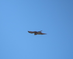 Accipiter gentilis