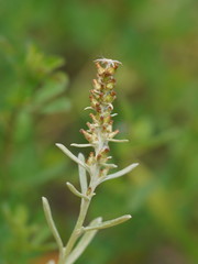 Gamochaeta calviceps