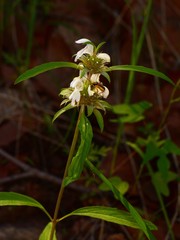 Monarda citriodora austromontana