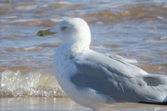 Larus argentatus