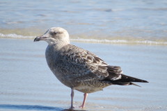 Larus argentatus
