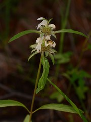 Monarda citriodora austromontana