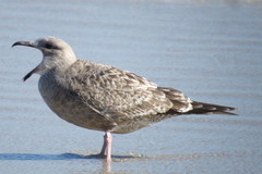 Larus argentatus