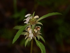 Monarda citriodora austromontana