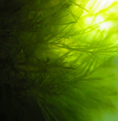 Bryopsis