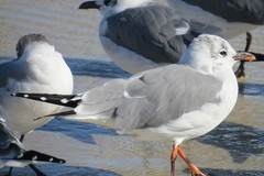 Leucophaeus atricilla