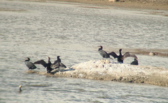 Phalacrocorax carbo
