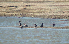 Phalacrocorax carbo