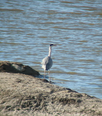 Ardea cinerea