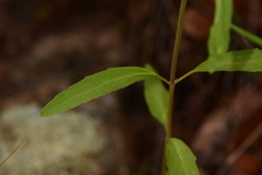 Monarda citriodora austromontana