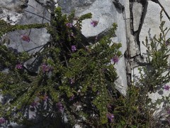 Indigofera alopecuroides