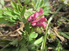 Corydalis intermedia