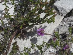 Indigofera alopecuroides