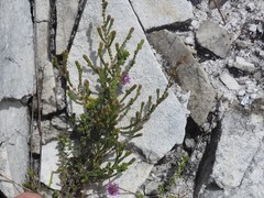 Indigofera alopecuroides