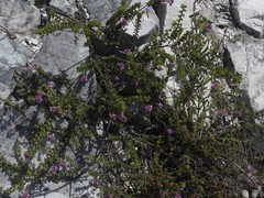 Indigofera alopecuroides