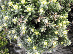 Ozothamnus ledifolius