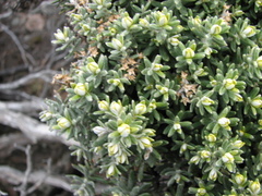 Ozothamnus ledifolius