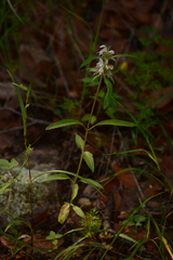 Monarda citriodora austromontana