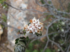 Pimelea sericea