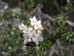 Pimelea sericea