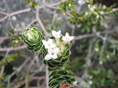 Pimelea sericea