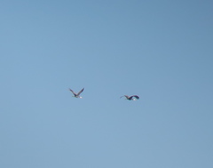 Grus monacha