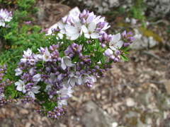 Veronica formosa