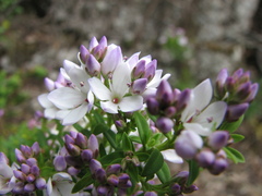 Veronica formosa