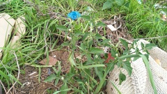 Solanum nigrum nigrum