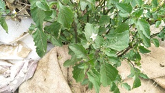 Solanum nigrum nigrum
